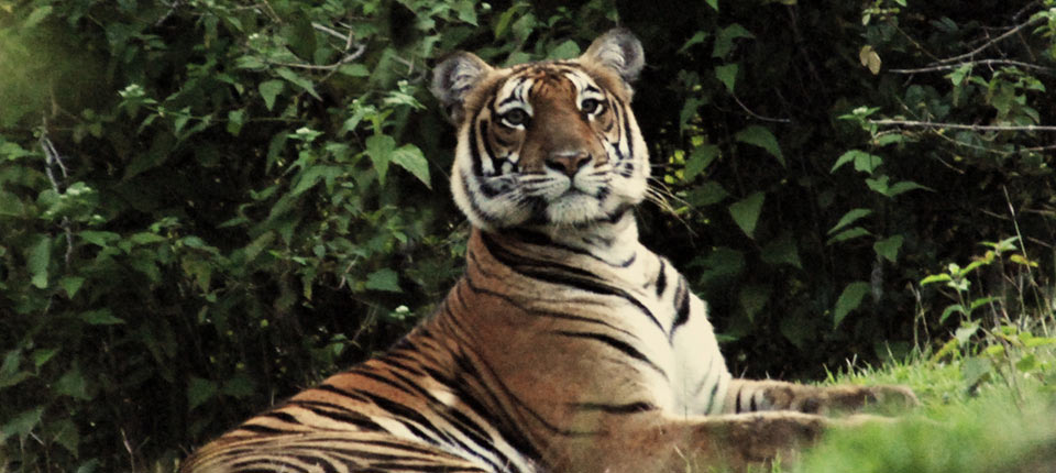 On the fringe of the Mudumalai Tiger Reserve (National Safari Park) of South India.